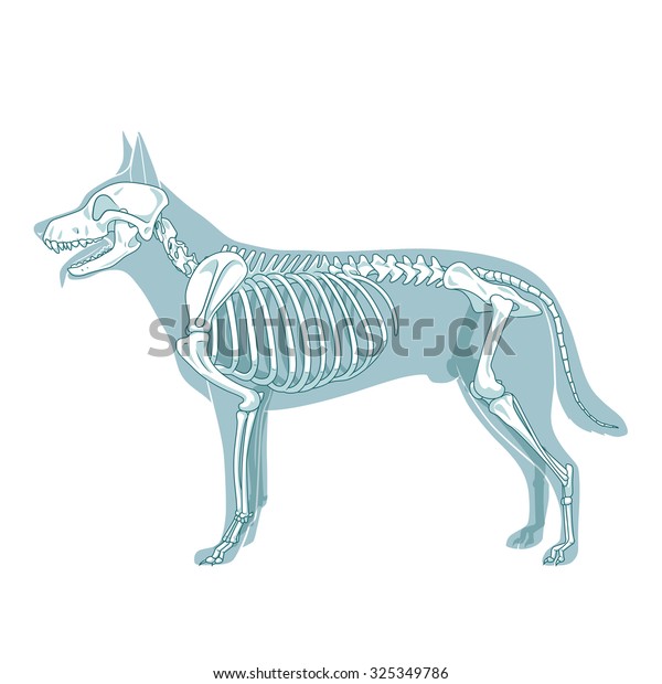 Dog Skeleton Veterinary Vector Illustration Dog Stock Vector (Royalty ...