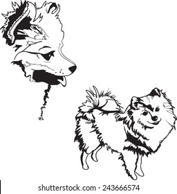 Dog sketch illustration - pomeranian spitz.