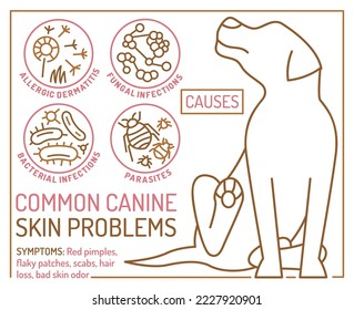 Dog skin problems infographic. Icons with different causes. Hair loss, itching, allergy, scabs. Animal parasites. Editable vector illustration in outline style.  Horizontal veterinary banner