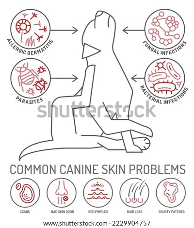 Dog skin problems infographic. Icons with different symptoms. Hair loss, itching, allergy, scabs. Animal parasites. Editable vector illustration in outline style.  Horizontal veterinary banner