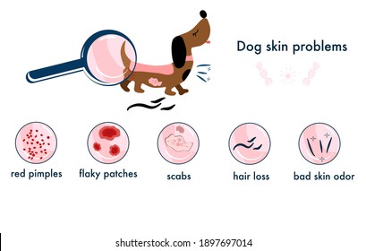 Dog skin problems.Infographics icons with different symptoms, allergy, pimples and scabs. Pet`s healthcare. Horizontal veterinary banner.Pelt lesions and hair loss, itching. Animal parasites. Vector