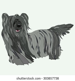 Dog Skye Terrier vector illustration
