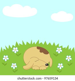Dog sleeping on the meadow