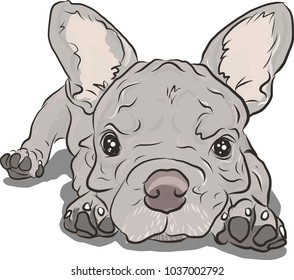 dog small dog puppy, Can be used for wallpaper, pattern fills, textile, web page background, surface textures, Image for advertising booklets, banners.