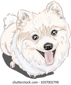 dog small dog puppy, Can be used for wallpaper, pattern fills, textile, web page background, surface textures, Image for advertising booklets, banners.