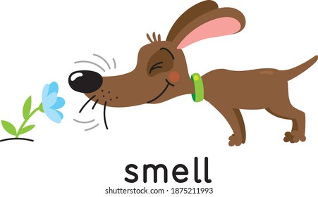 A dog sniffs a flower. One of five senses. Smell illustration