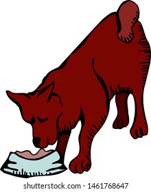 dog sniffs food in a plate isolation on a white background