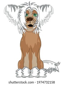 Dog of the sort chinese crested sits type frontal