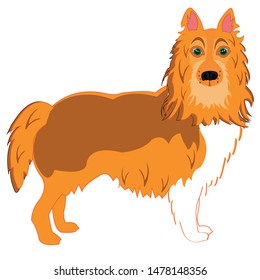 Dog of the sort collie on white background is insulated