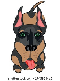 Hund der Art doberman-Typen überhand