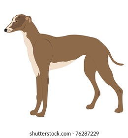 Dog of the sort greyhound on white background