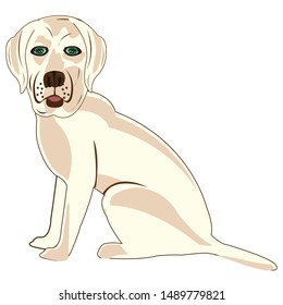 Dog of the sort labrador type from the side