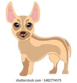 Dog of the sort that terrier on white background is insulated