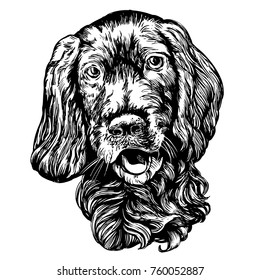 dog spaniel pet hand drawn vector illustration realistic sketch