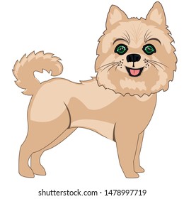 Dog spitz on white background is insulated