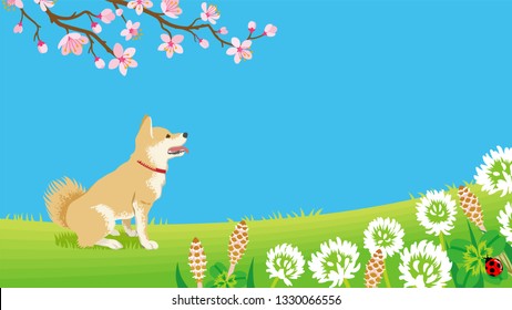 Dog in the Spring nature