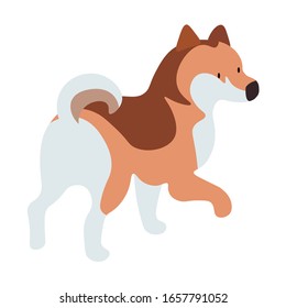 Dog stand and look somewhere. Tricolor pet isolated on white background. Indoor cute puppy posing alone. Friendly fluffy doggy closeup picture. Vector illustration of domestic animal in flat style