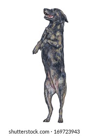 The dog is standing follow its owner's command