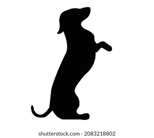 Dog Standing on Hind Feet Long Body Short Legs Two Feet Pet Animal Vector Illustration