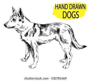 
Dog stands. Drawing by hand in vintage style. Husky, wolf, jackal.