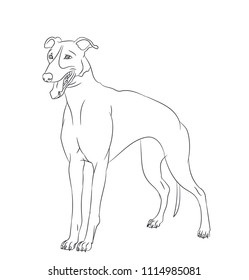dog stands, lines, vector, white background
