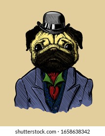 Dog in a suit and hat, drawn by hand, with a feather on a beige background. Pug character with character, big eyes in a tuxedo, with a collar and tie in retro style. Humonization.