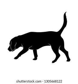 The dog takes the trail. Beagle. Silhouette