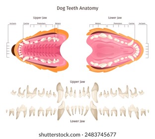 Dog teeth anatomy. Canine tooth anatomic scheme veterinary education, puppy animal mouth dogs dentition jaw construction dental infographic, swanky vector illustration