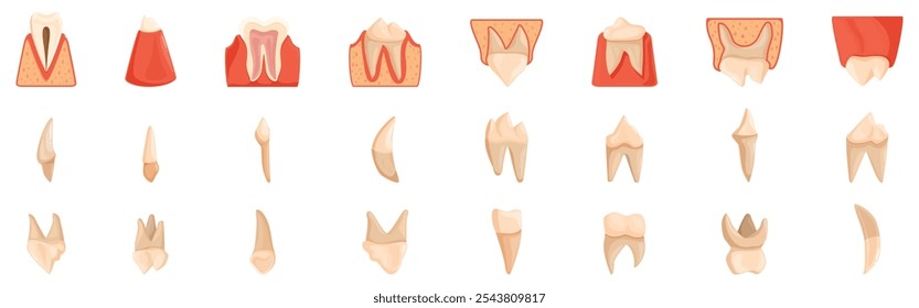 Conjunto de ícones de anatomia para dentes de cachorro. Conjunto abrangente de ilustrações de dentes que retratam vários estágios de decaimento, dano e inflamação da gengiva, úteis para a educação dentária