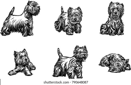 Dog, terrier, portrait, west-highland-white-terrier, white, black, vector, graphics, drawing, picture, stylization, image, isolated, illustration 