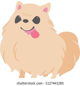 A dog that puts out a tongue (Pomeranian)