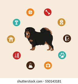 Dog tibetan mastiff infographic illustration vector icons set.