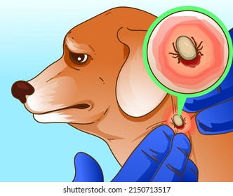 A dog with a tick on his neck. Vet examination.  Illustration of the homepet healthcare, veterinary illustration. Vector illustration.