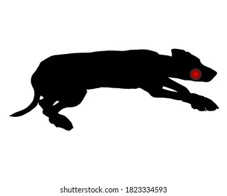 Perro con dolor de muelas en blanco