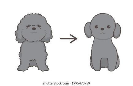 Dog trimming before and after. Poodle.