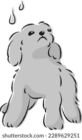 Ein Hund mit beunruhigem Ausdruck (Angst, Sorge)