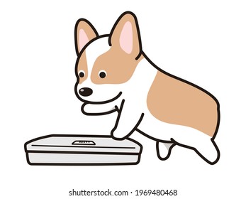 A dog trying to weigh itself. corgi.