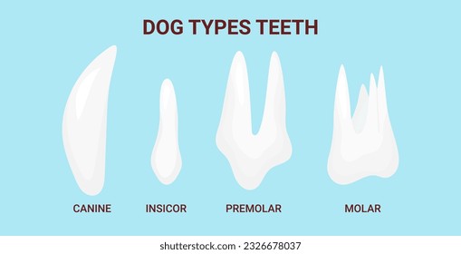 Dog types teeth. Canine Denture anatomy. Vet stomatology banner. Vector illustration cartoon style for vet clinic, healthcare, education