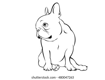 dog, vector, breed, cute, pet, animal, bulldog, french