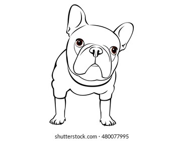 dog, vector, breed, cute, pet, animal, bulldog, french