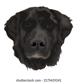 Dog Vector Design With White color Background