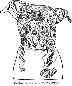 Dog Vector Drawing Black White
