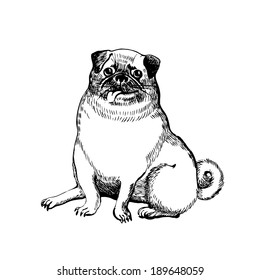 Dog, Vector hand drawing