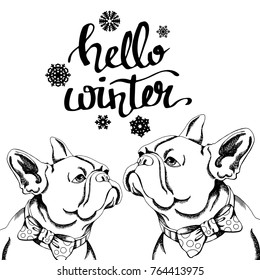 dog vector illustration breed french bulldog big ears funny dog