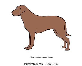 A dog vector illustration isolated