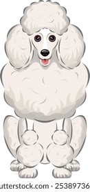 Dog vector illustration: Standard poodle