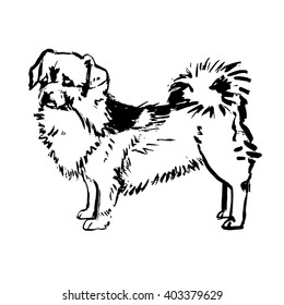 dog vector Pekingese