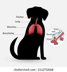 sistema respiratorio del vector del perro, alveoli