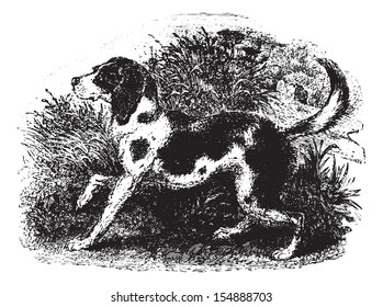 Dog, vintage engraved illustration. Animaux Sauvages et Domestiques - For kids - 1892.