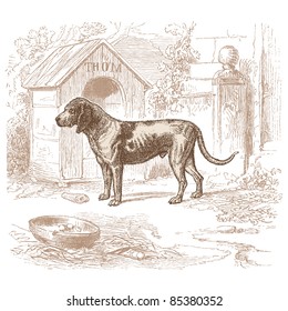 Dog - vintage engraved illustration - "Histoire naturelle" by Buffon and Lacépède published in 1881 France